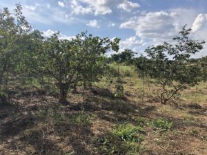 Plantio de 250 mudas