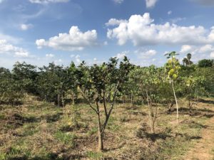 Plantio de 250 mudas